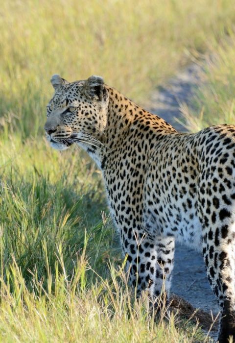 Colin watts okavango leopard unsplash