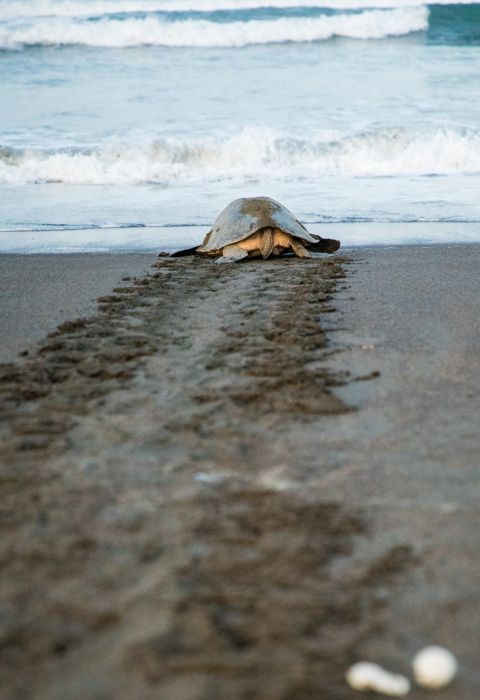 Daniel lloyd blunk fernandez costa turtle unsplash
