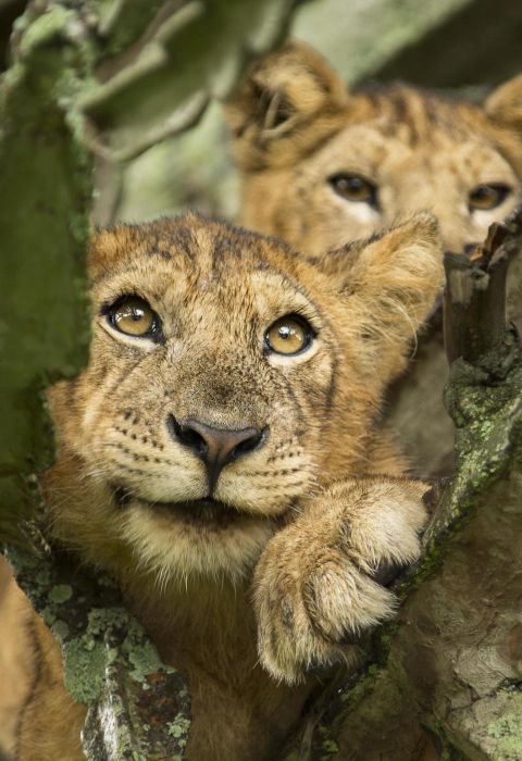 Kyambura gorge lodge uganda6