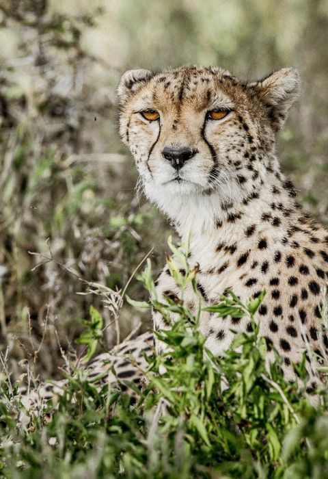 Legendary migrational cheetah