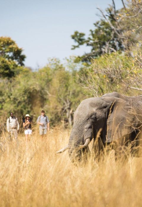 Machaba walking safari