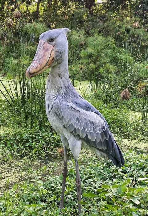 Melissa askew spoonbill unsplash