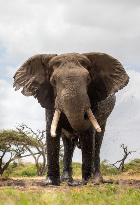 Ol donyo elephant bull