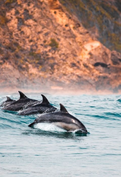 Redcharlie Knysna dolphins unsplash