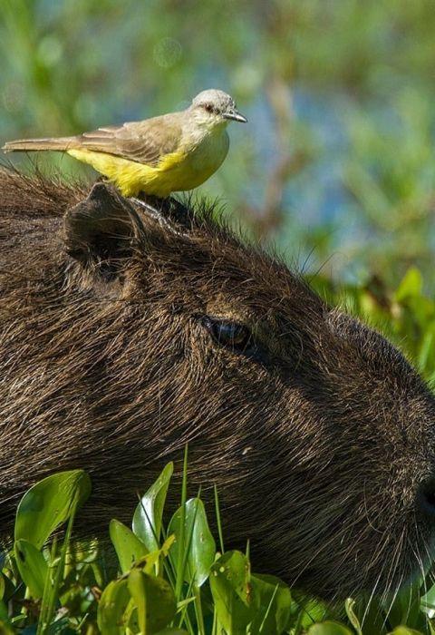 Rincon del socorro ibera wildlife 2