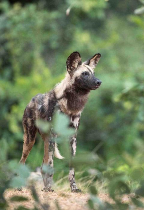 Time tide wild dog
