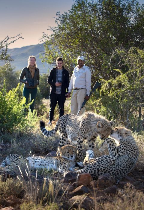 Tracking cheetah on foot game drive safari samara karoo dook