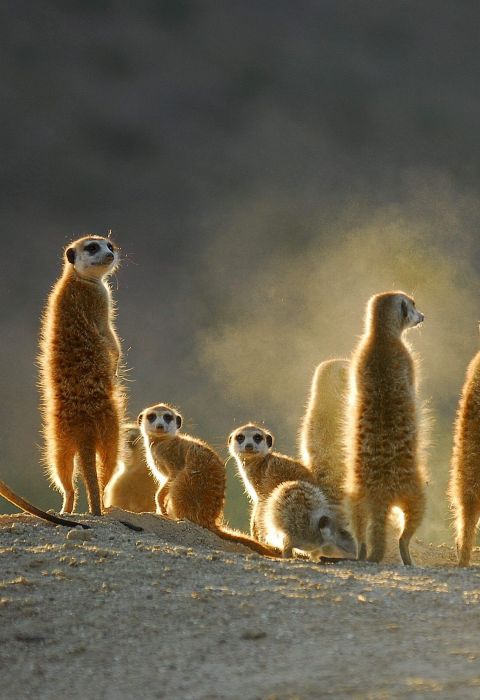 Tswalu meerkat family