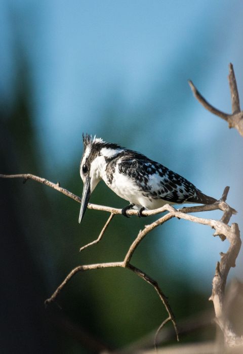 Vic falls kingfisher