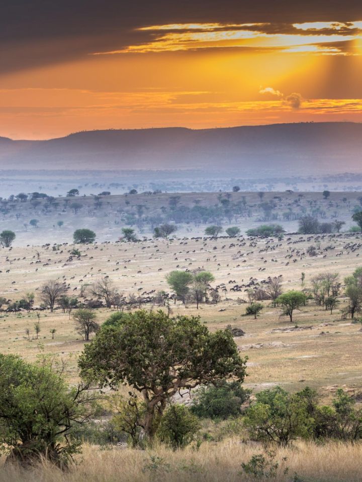 Legendary Serengeti Camp