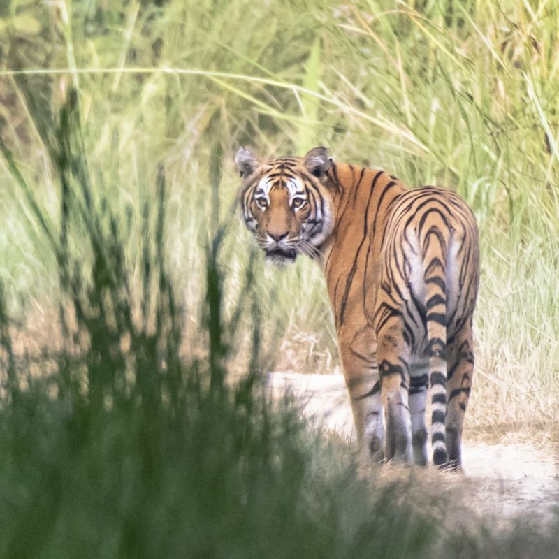 Bardia National Park Tiger Tops Karnali Nepal 3