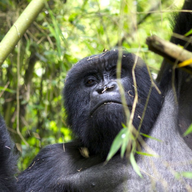 Intense gorilla trekking experience, a unique African safari activity.