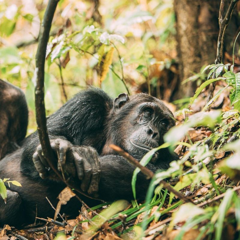 Chimpanzee foraging on the forest floor, seen on a chimpanzee trekking trip.