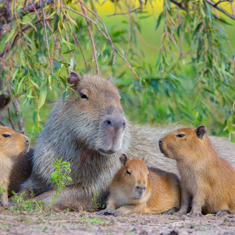 Ibera Wetlands Puerto Valle Argentina Capybara