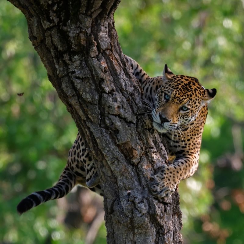 Keith Ladzinski Niarra Travel Pantanal-Caiman-Ecological-Refuge-Brazil-Jaguar