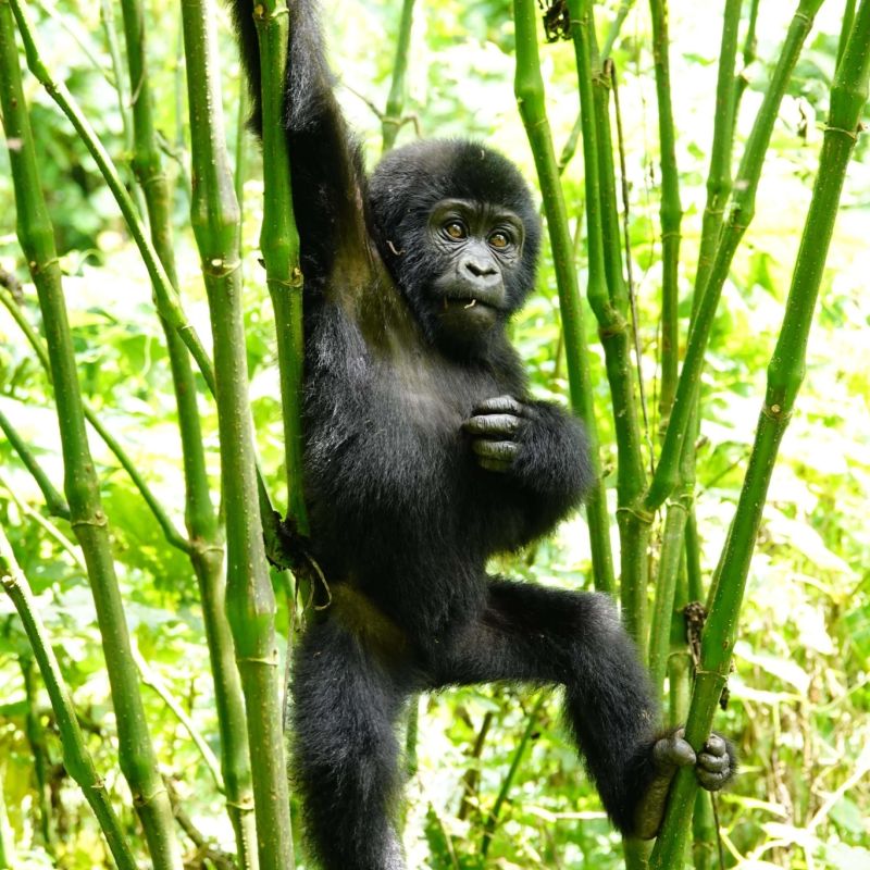 Uganda gorillas niarra travel rebecca1
