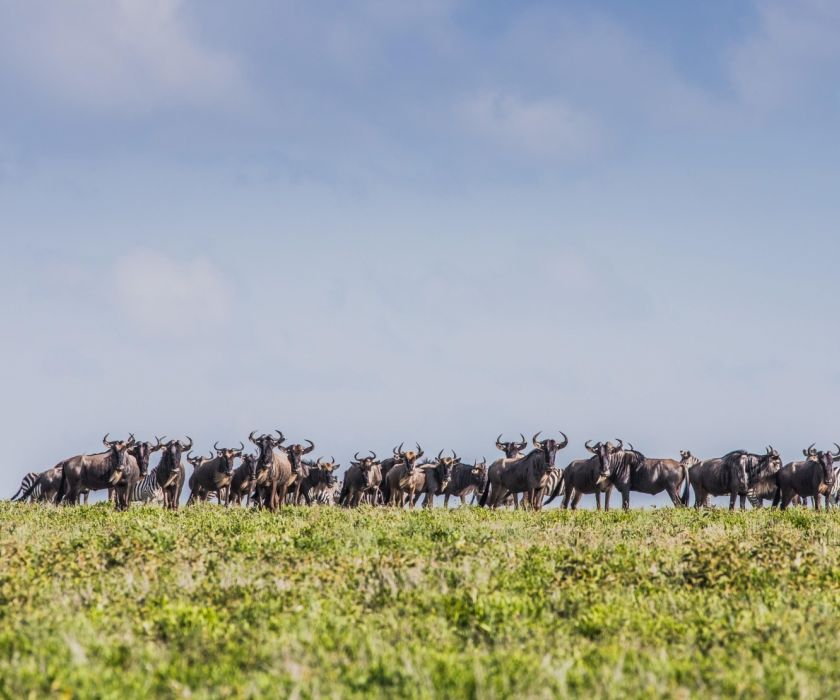 Niarra Travel  The Great Wildebeest Migration FAQ