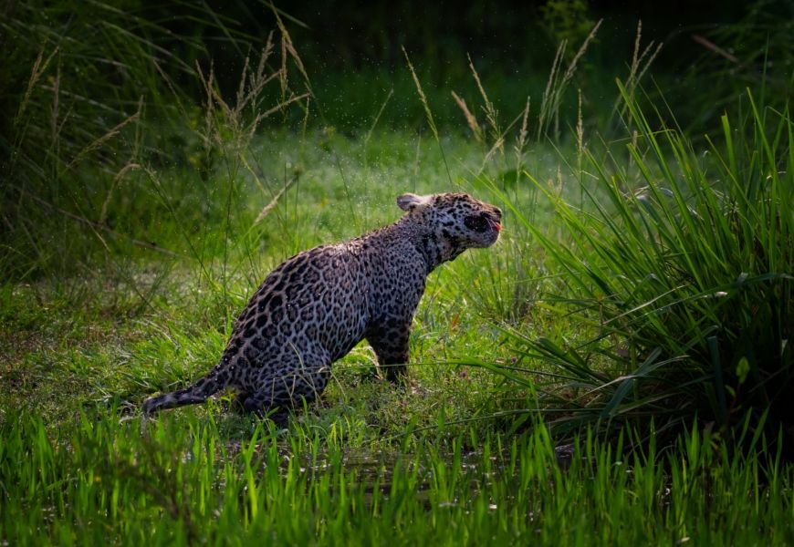 Keith Ladzinski for Niarra Travel Caiman Refuge jaguar 3