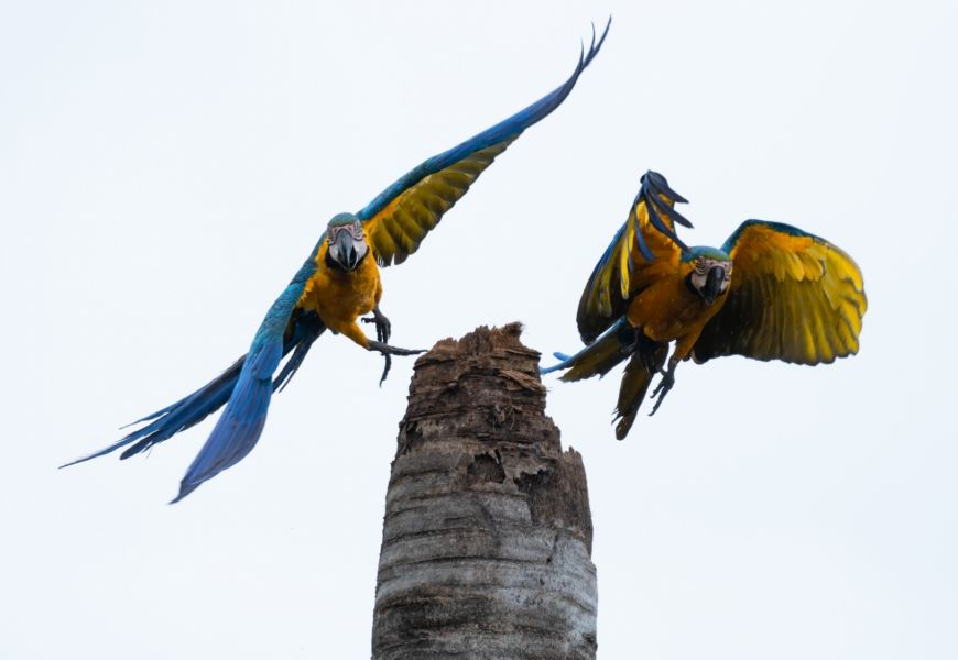 Macaws brazil keith ladzinski