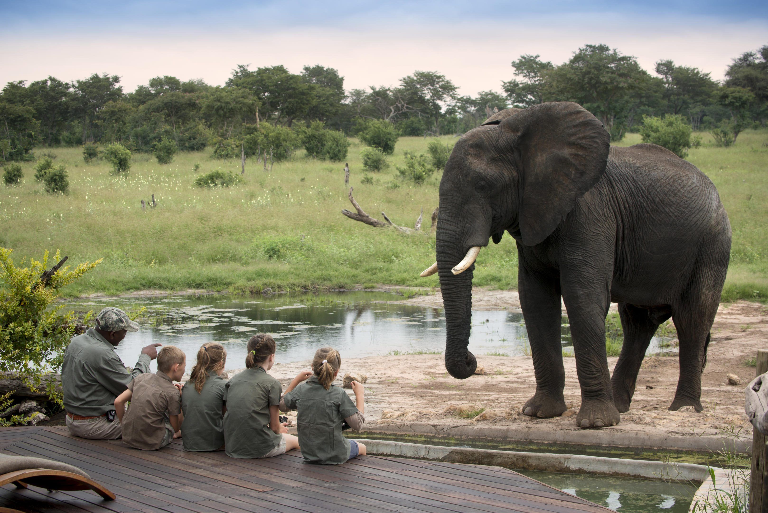 The Elephant Experience at Somalisa Acacia