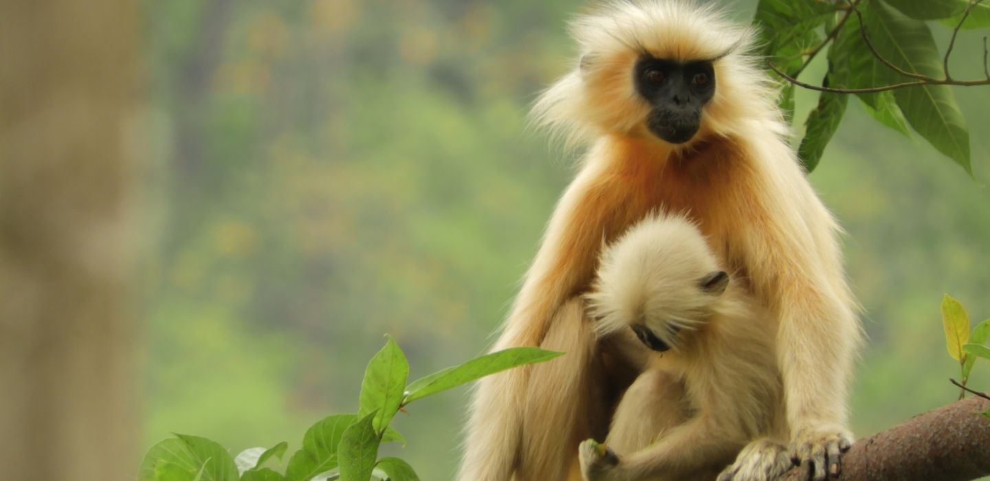 Golden Langur Monkey Bhutan