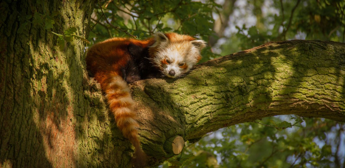 Red Panda Bhutan1
