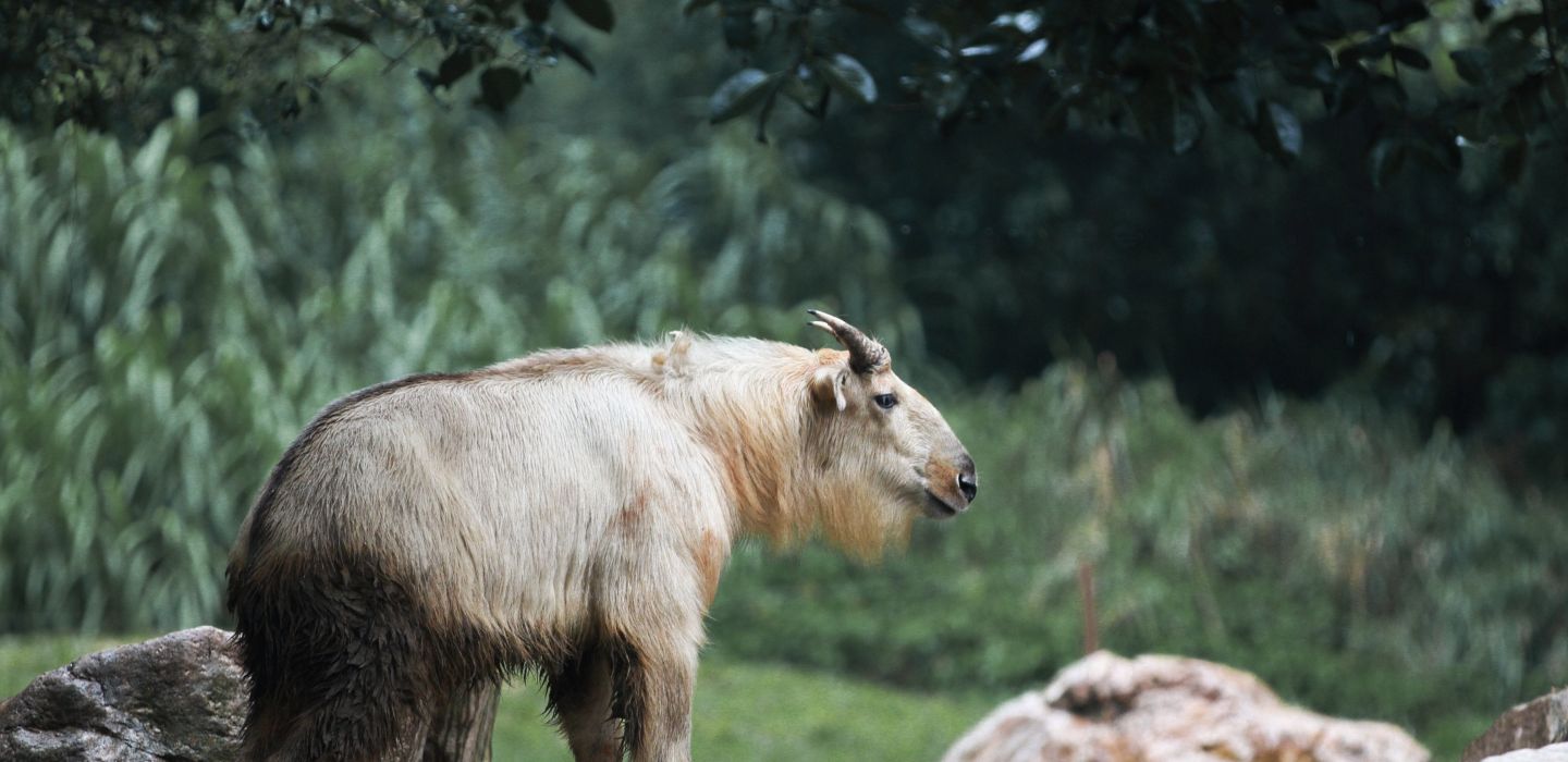 Takin preserve Bhutan