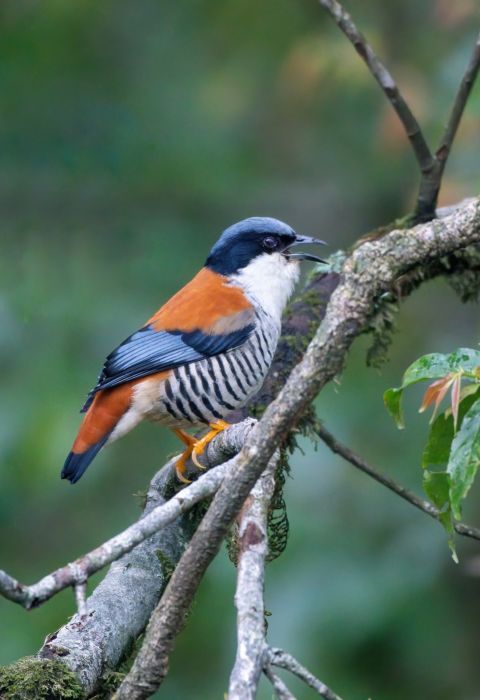 Himalayan Cutia Bhutan