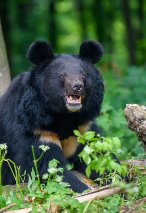 Himalayan black bear royal manas national park bhutan