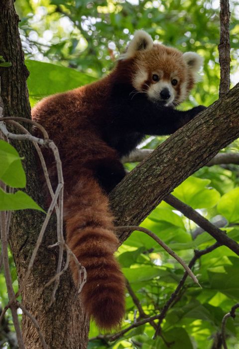 Red Panda Bhutan2