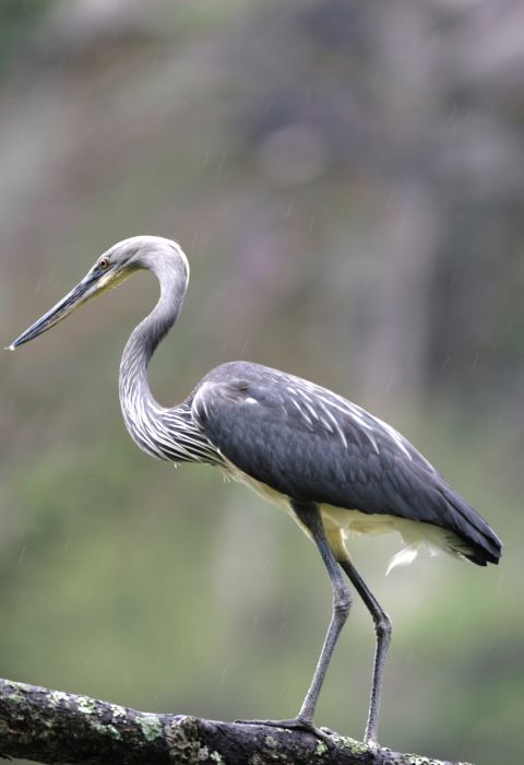White belliedheron Bhutan