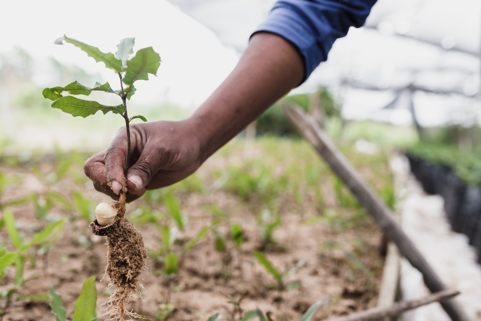 Vitor monthay tree planting unsplash