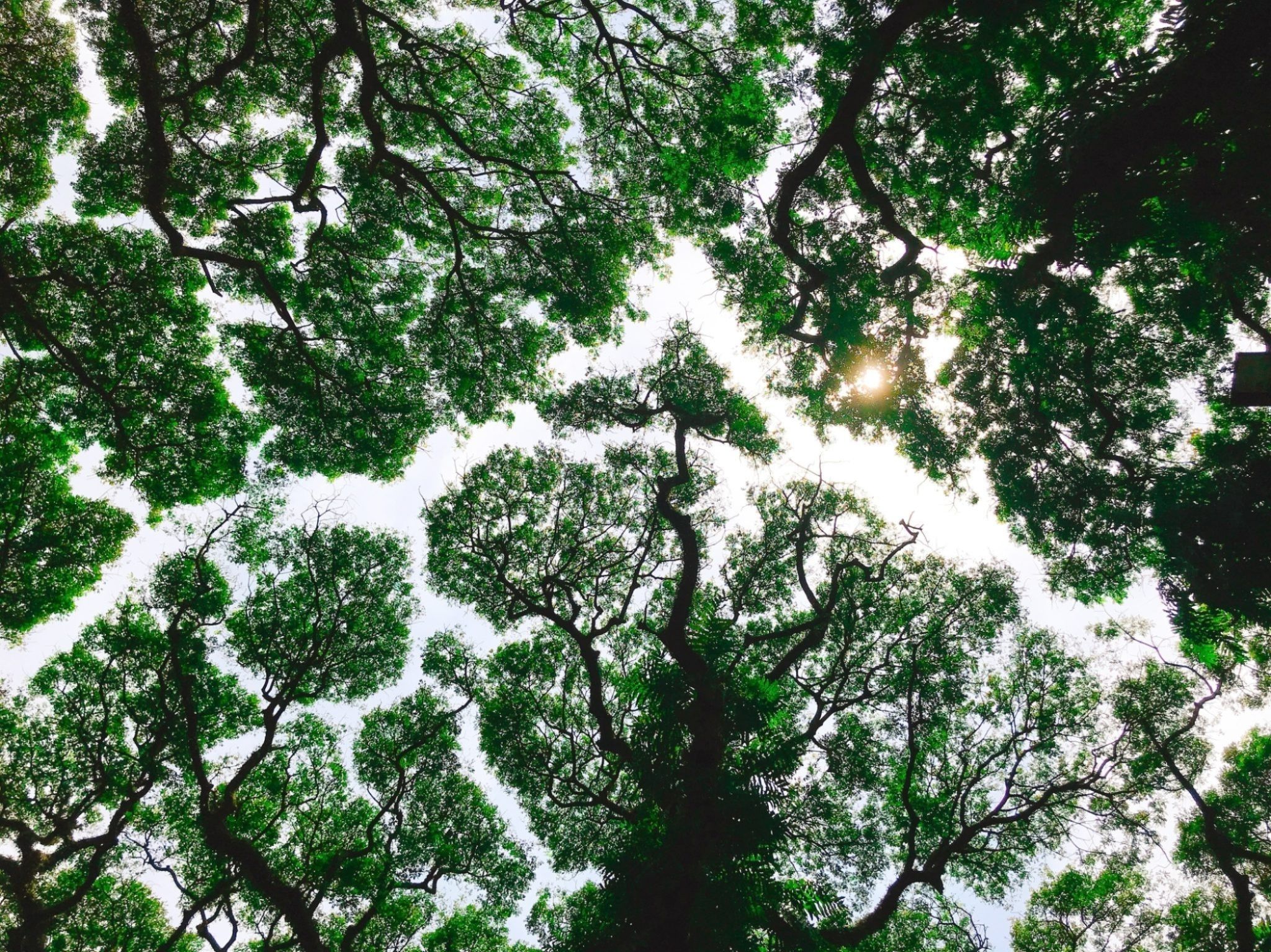 Firos nv forest unsplash