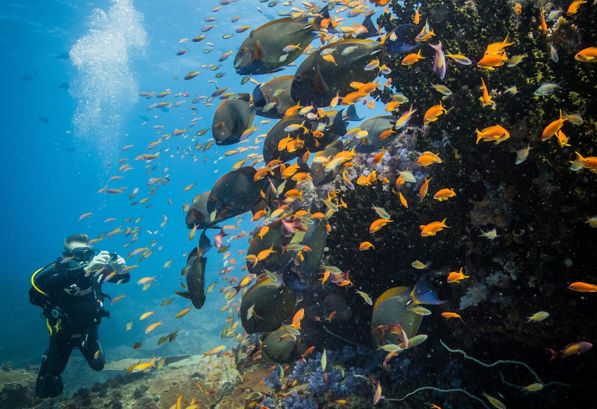 Diving with a Shoal Near Mozambique