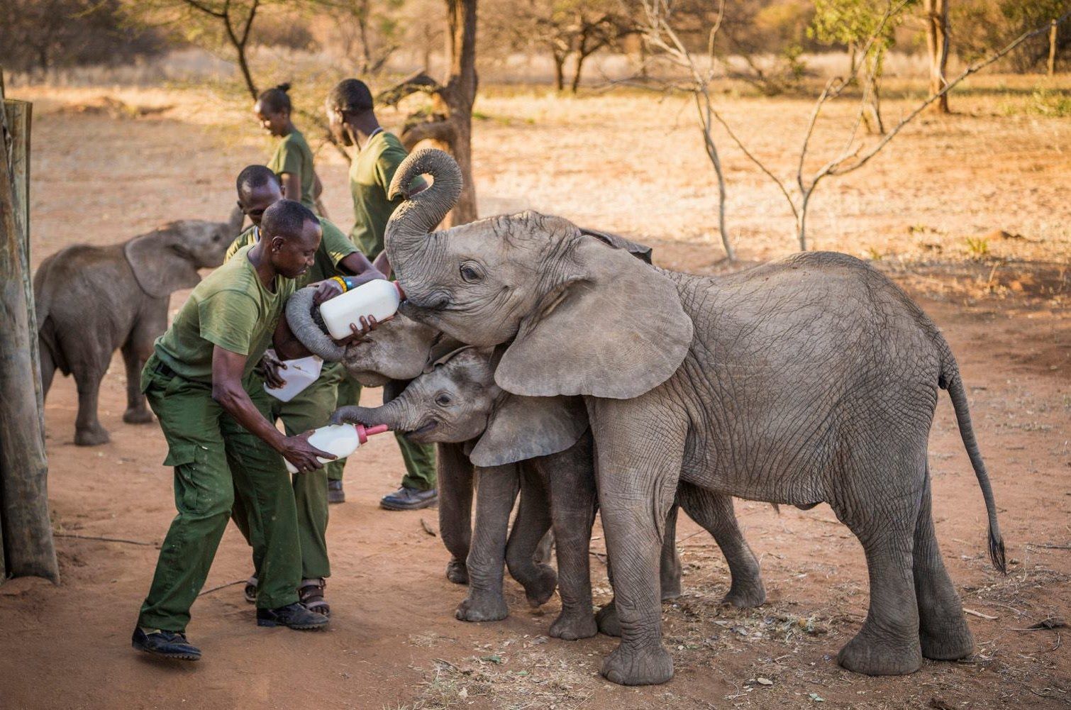 reteti elephant sanctuary feed