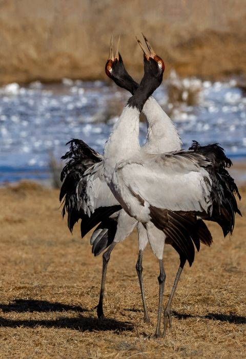 Black necked Crane Phobkjikha Bhutan