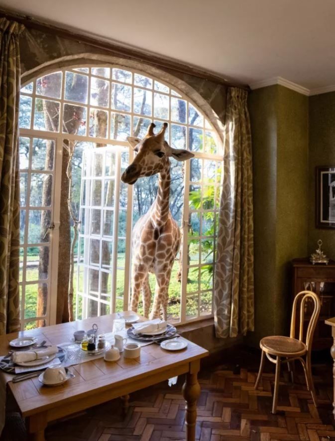 Giraffe
