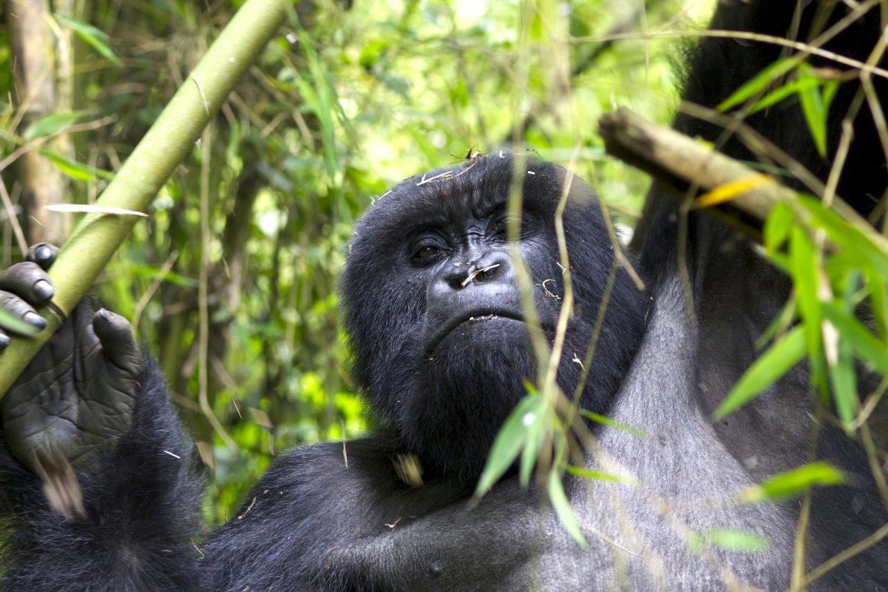 Gorillas rwanda james whiteman 6