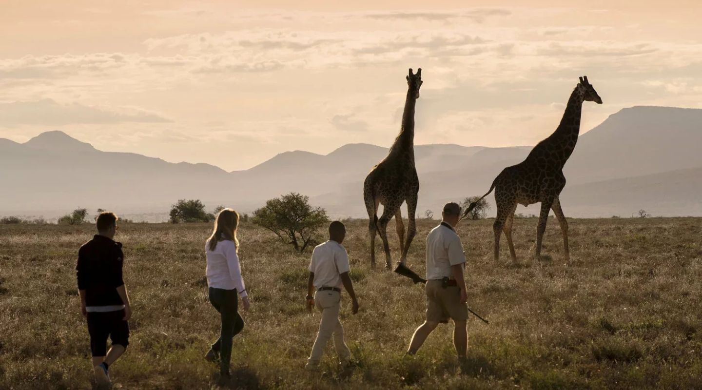 Giraffe tracking bush walk samara karoo mountains landscape dook 1500x1000