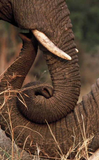Dulini wildlife 02 ig