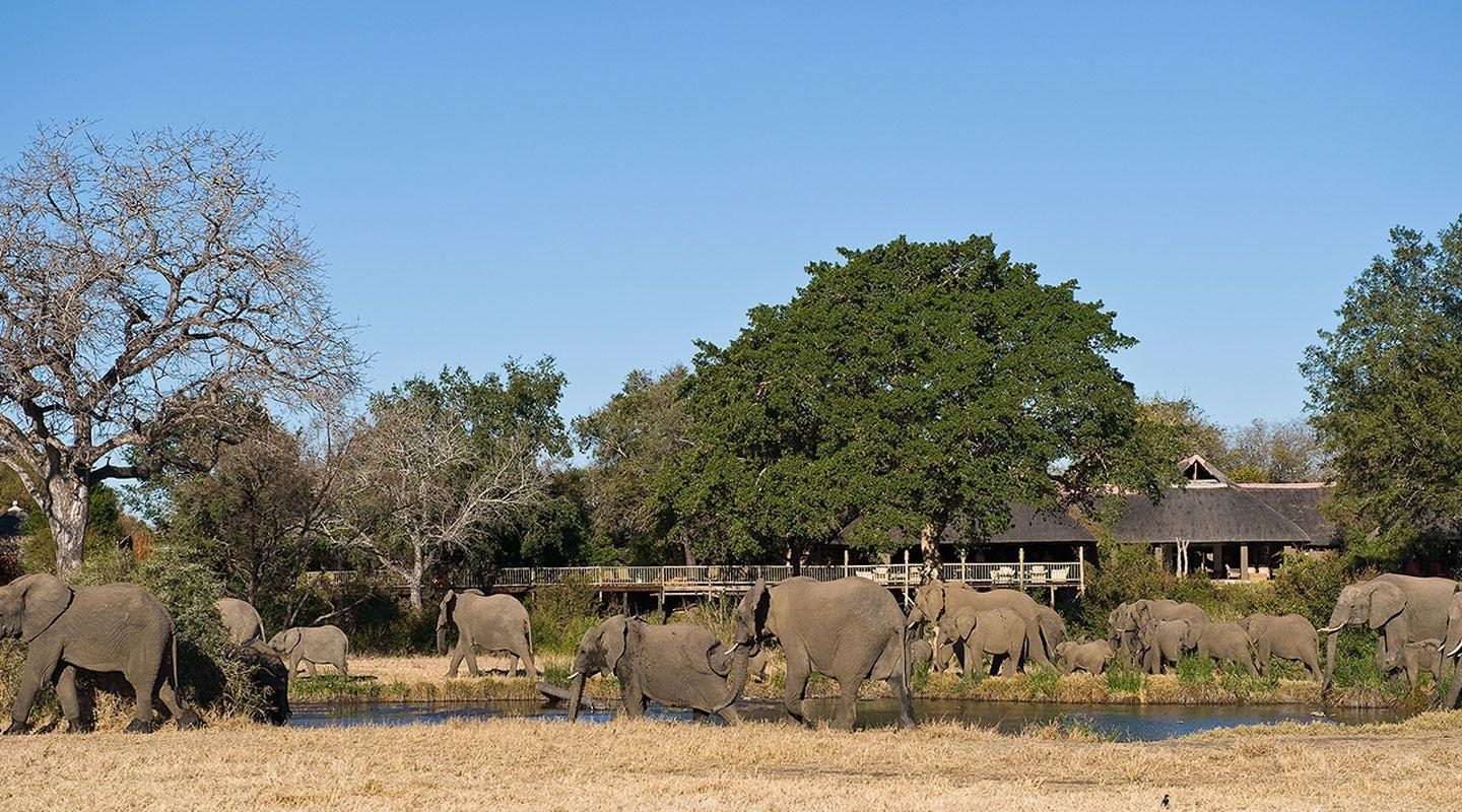 Sabi Sabi Bush Lodge Elephants at Lodge