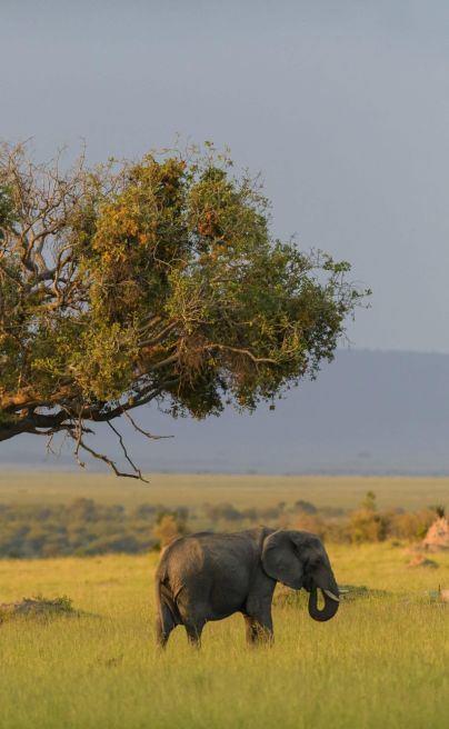 Lamai Serengeti ls highres raggett 0732