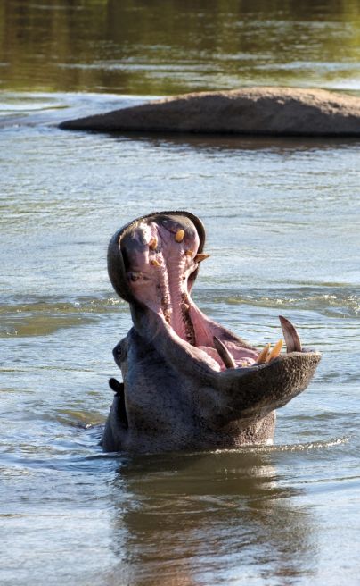River Lodge Hippos