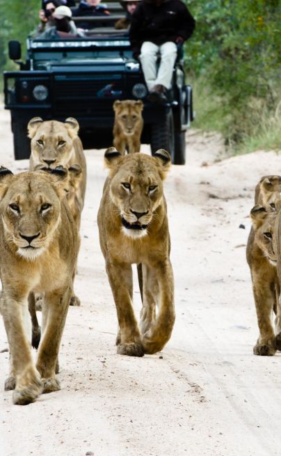 Sabi Sabi Bush Lodgesafari 55