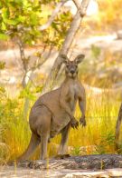Lords Safaris Antilopine Kangaroo