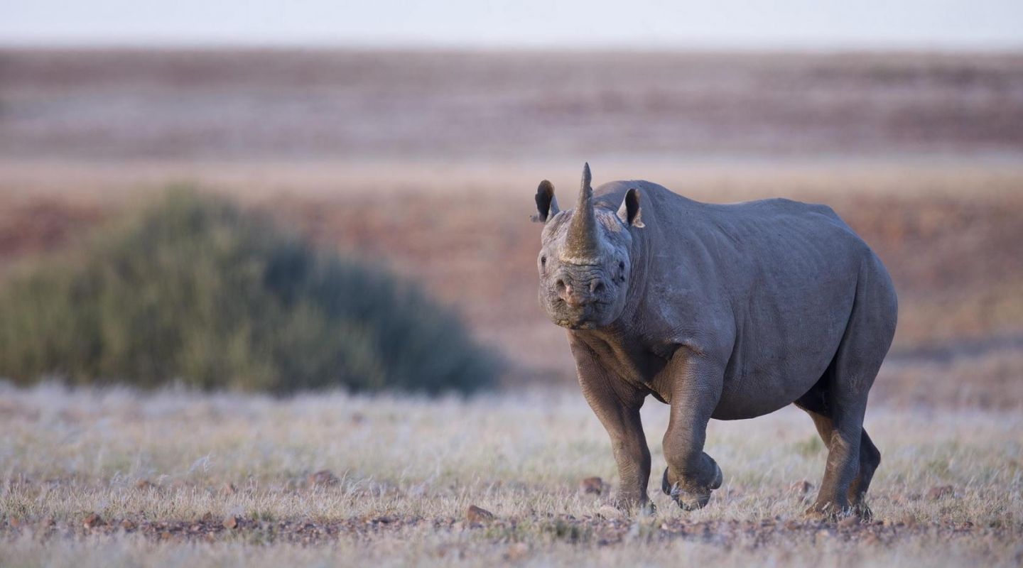 Desert Rhino Camp Namibia 11