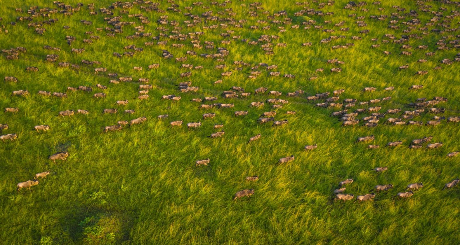 Salas Camp Mara Kenya migration 2