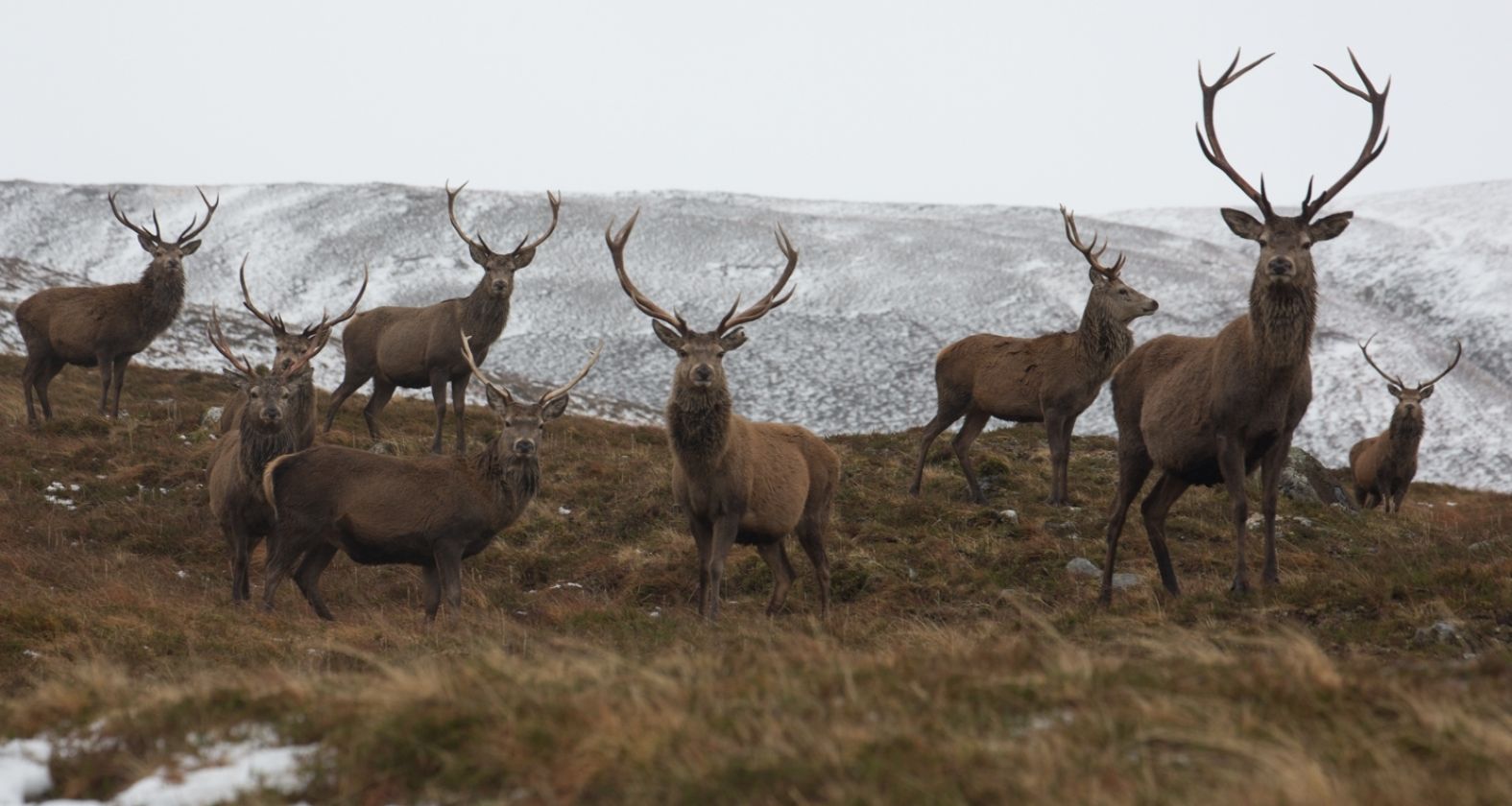 Alladale stags