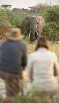 Kichaka Frontier Camp Ruaha Tanzania 12