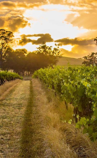 Hutton Vale Farm Barossa JHA 7